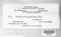 Entyloma compositarum image